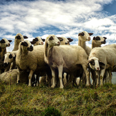 Ostschweizer Spiegelschafe Ostschweizer Spiegelschafe