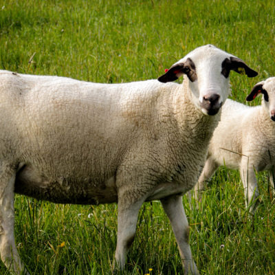 Ostschweizer Spiegelschafe Ostschweizer Spiegelschafe